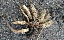 Loài cây kịch độc có thể gây tử vong chỉ sau một lần chạm trôi dạt vào bãi biển nổi tiếng, chuyên gia phát cảnh báo khẩn