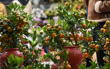 3 loại cây nhất định phải có trong nhà dịp Tết Bính Ngọ: Đỉnh cao hút may mắn, tài lộc