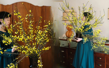 Mùa xuân nằm trọn trong một bình Nghênh Xuân: Sắc vàng rực rỡ, cành rủ mềm mại như suối tóc, chưng Tết vừa sang vừa hút lộc