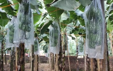 Chuối tiêu vào vụ Tết, buồng đẹp có giá tiền triệu