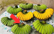 Không phải chuối ngự, chuối tiêu xanh, đây mới là nải chuối đắt nhất sạp: Lý do vì sao?