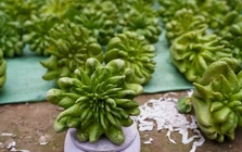 Phật thủ Tết giá đắt đỏ vẫn 'cháy' hàng