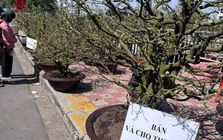 Tết này, cho thuê mai không còn “hốt bạc”