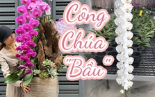 Tự nhiên Tết năm nay, người ta lại thi nhau mua một loại hoa có cái tên cực mỹ miều đi biếu tặng, vừa có gu vừa tinh tế