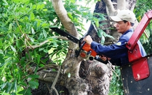 Tỉa cành mọc chặn lối đi, không ngờ là cây quý có giá 3,8 tỷ đồng, hàng xóm sang đòi 180 triệu đồng, tòa tuyên bố: Không cần đền