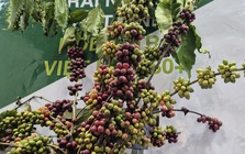 Năm hoàng kim của cà phê Việt Nam