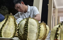 Cú lội ngược dòng của sầu riêng Việt