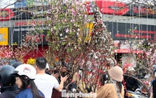 Đào, quất giảm giá sập sàn ngày 29 Tết