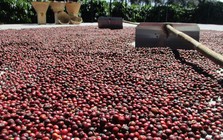 Giá cà phê hôm nay 17-2: Tăng giảm ra sao trong ngày mùng 1 Tết?