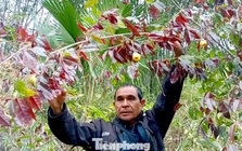 Vào rừng hái chè hoa vàng kiếm bộn tiền