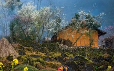 Lạc bước giữa những màu hoa sặc sỡ ở cao nguyên Đồng Văn