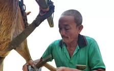 Chuyện ít biết về người làm nail cho ngựa cù lao