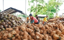 Đằng sau việc dừa gia nhập nhóm xuất khẩu tỷ USD