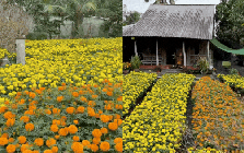 Tết trong khu vườn 3.000m2 ở miền Tây: Hoa nở rộ khắp vườn, gia chủ chăm chút từng khóm hoa từ 2 tháng trước