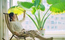 Cây trong phòng khách không phải nhiều là tốt: 3 loại nên trồng - 2 loại người xưa tránh xa