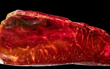 Sưu tập hổ phách, đại thi hào Đức "nhốt" sinh vật 40 triệu tuổi mà không hay