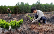 Ba loại cây tạo ra "vàng ròng" nên trồng năm 2026