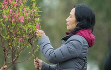 Miền Bắc trải qua mùa đông ấm hiếm thấy, Tết Nguyên đán ít rét đậm