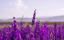 Một doanh nghiệp báo lãi quý 4 đột biến, cổ phiếu lập tức "trần cứng"