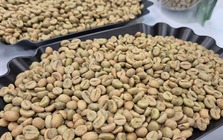 Giá cà phê hôm nay 20-2: Lại giảm bất ngờ