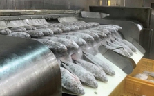 Kho báu dưới nước của Việt Nam 'hớp hồn' Mỹ, Brazil: thu về gần 100 triệu USD, một DN xuất khẩu có lợi nhuận tăng gấp 21 lần