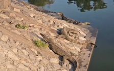 Gần 300 "quái thú" cỡ lớn tràn ra khu chợ đông đúc, người dân thấp thỏm vì chúng ngày càng dạn