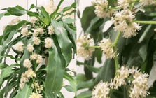 Trồng cả chục năm mới nở một lần: Cây thiết mộc lan bất ngờ trổ hoa thơm ngát giữa đêm và 4 điềm báo hưng vượng cho gia chủ