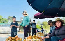 Cả xã nhộn nhịp thu hoạch cam bù ngày Tết