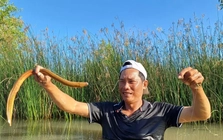 Tò mò nghề 'cắm câu bắt lịch' ở Cà Mau
