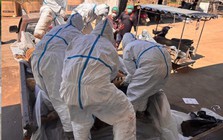 72 con hổ chết vì dịch bệnh tại Thái Lan, 108 người từng tiếp xúc đang được theo dõi sức khỏe