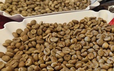 Giá cà phê hôm nay 25-2: Quay đầu tăng mạnh, chưa đến lúc lo thừa cung