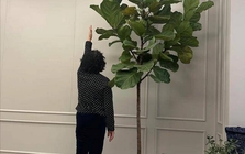 Người xưa dặn "Cây âm không vào nhà, cây dương không trồng mộ": Nghe thì tâm linh nhưng sự thật lại vô cùng khoa học!