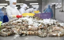 Thuế giảm, tôm Việt tăng tốc vào thị trường Mỹ