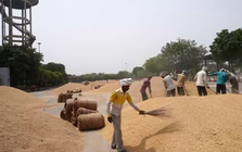 Đối thủ gạo lớn nhất của Việt Nam đón cú sốc đầu năm