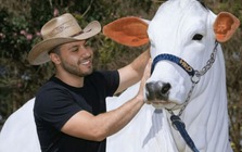 Đây là con bò đắt nhất thế giới với trọng lượng hơn 1 tấn và có giá hơn 4 triệu USD