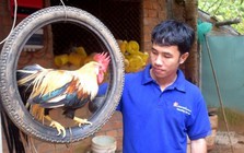 Bỏ phố về quê nuôi loài chim quý hiếm, anh kỹ sư thu lãi 1 tỷ đồng/năm