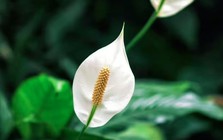 Cây lan ý “rất sợ” vị trí này trong nhà, biết tránh thì cây bung hoa rực rỡ, xanh tốt quanh năm