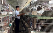 Người đàn ông Nghệ An thu 1,4 tỷ đồng/năm từ loài chim "nhàn hạ", nhiều chất bổ