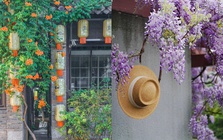 Đừng dại trồng 8 loại cây này trong nhà và sân vườn: Đẹp trước mắt, “đau ví” về sau