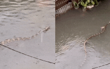 Sốc: Trăn khổng lồ dài 5m bơi giữa phố ngập ở Bali, clip từ ban công khiến dân mạng rùng mình