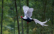 "Phượng hoàng trắng" lộ diện giữa đại ngàn lớn nhất Nghệ An