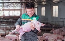 Giám đốc ở Tuyên Quang cho một thứ đặc biệt vào thức ăn nuôi heo, giúp HTX lọt top 10 doanh thu chăn nuôi cả nước