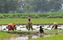 Xuất khẩu gạo của một ông lớn châu Á bất lao dốc hơn 40% vì Ấn Độ - có còn sức đối đầu Thái Lan, Việt Nam?