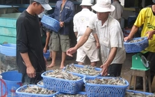 Tiềm ẩn rủi ro 'đứt gãy' thông tin truy xuất thủy sản