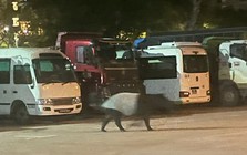 Bắt gặp "quái thú" lững thững giữa bãi xe lúc nửa đêm, chuyên gia nói: Loài duy nhất sống tại châu Á