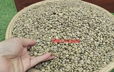 Giá cà phê hôm nay 4-2: Lao dốc khủng khiếp