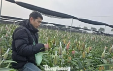 Cận Tết Bính Ngọ, nhà vườn Hà Nội 'nín thở' chờ hoa nở đúng dịp