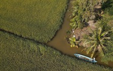 Chuyện lạ Cà Mau: Nuôi loài ‘thuỷ quái’ xanh biếc cùng với lúa, dân thu lãi kỷ lục chưa từng có