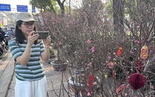 Hoa đào Tết bắt đầu tràn về TPHCM, người mua bất ngờ khi hỏi giá