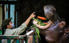 'Chiến thần' Capybara góp sức đưa Vườn thú 160 tuổi giữa lòng Sài Gòn đạt doanh thu kỷ lục gần 150 tỷ